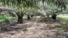 Perkebunan kelapa sawit milik PT. Nusa Ina Group di Kecamatan Seram Utara Seti, Kabupaten Maluku Tengah. Foto: istimewa