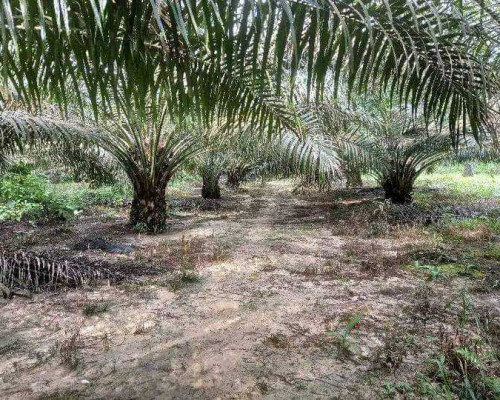 Perkebunan kelapa sawit milik PT. Nusa Ina Group di Kecamatan Seram Utara Seti, Kabupaten Maluku Tengah. Foto: istimewa