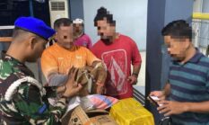 TNI AL Gagalkan Penyelundupan Burung Nuri Endemik Maluku di Pelabuhan Ambon