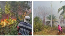 Kebakaran perkebunan cengkeh di Asilulu, Kecamatan Leihitu Barat, dan pohon kelapa di Layeni, Kecamatan Teon Nila Serua, Kabupaten Maluku Tengah. (Foto : Istimewa)