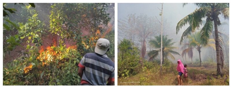 Kebakaran perkebunan cengkeh di Asilulu, Kecamatan Leihitu Barat, dan pohon kelapa di Layeni, Kecamatan Teon Nila Serua, Kabupaten Maluku Tengah. (Foto : Istimewa)